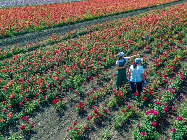 Fast logistics for fleeting beauties: about the power of flower logistics